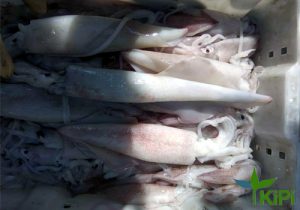Mực ống size đặc biệt