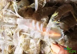 Bề bề Trứng nguyên vỏ (Tôm Tích) Hấp sơ