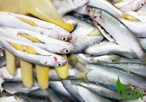 Cá Đối trứng