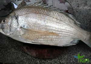 Cá Hánh