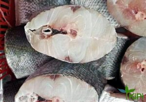 Cá Nhồng