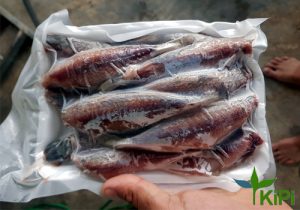 Nục một nắng