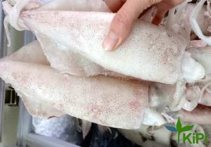 Mực ống size 1