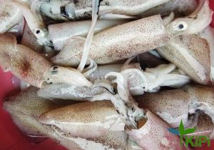 Mực ống size 2