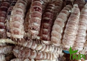 Nõn bề bề nhỡ (Tôm tích)