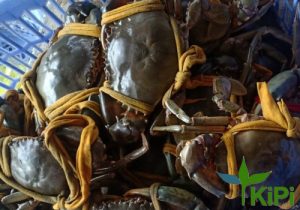 Cua thịt đặc biệt