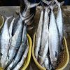 Cá Thu Phấn Cắt khúc đặc - Hình ảnh 3