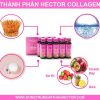 Đông trùng hạ thảo Hector Collagen - Hình ảnh 4