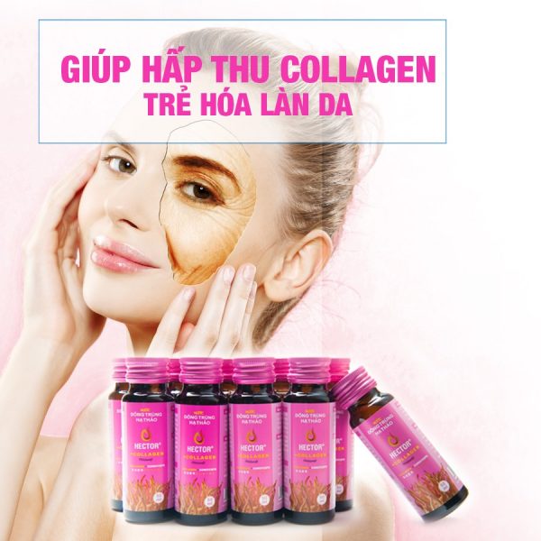 Đông trùng hạ thảo Hector Collagen