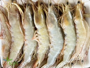 Tôm He Hồng 30con/kg
