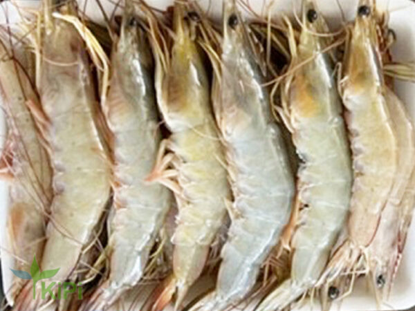 Tôm He Hồng 30con/kg